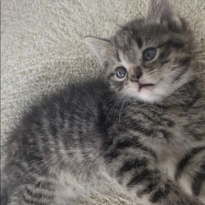 Meet your Posher, Bhindi